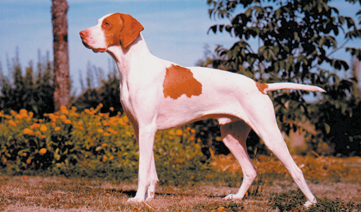 The Braque Saint-Germain: A Versatile Hunting Companion 7 Braque Saint-Germain Care