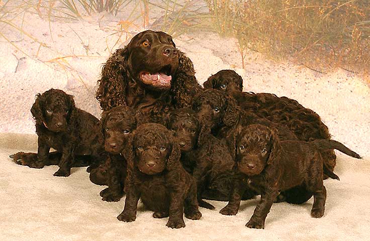 american water spaniel puppies for sale