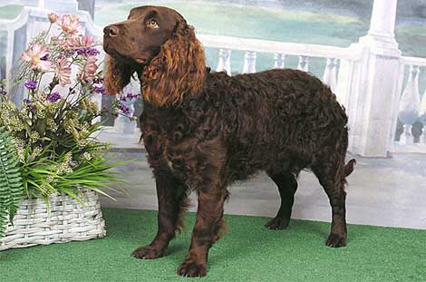 American water spaniel sales breeders