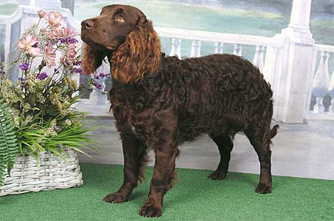 american water spaniel puppies for sale