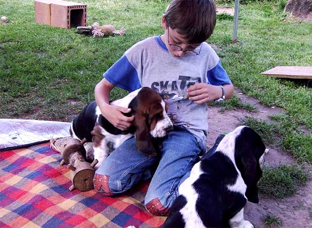 Erfahrungen mit dem Basset Hound
