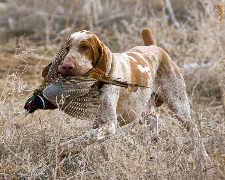 bracco italiano for sale near me