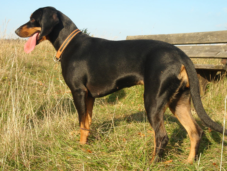 The Brandlbracke Dog Breed 7 Brandlbracke Health