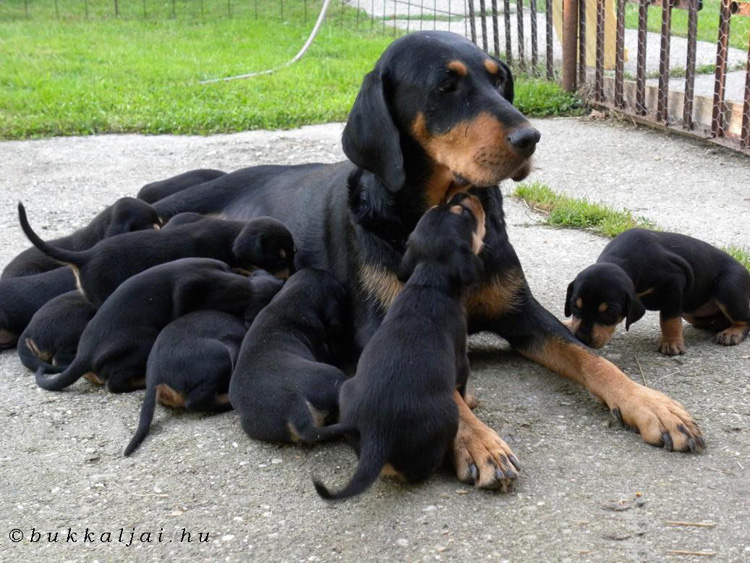 transylvanian dog