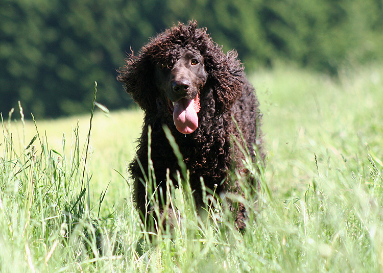 Exquisite Irish Water Spaniel Auto Sonnenschutz, Hunde