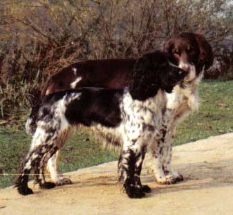 puppies for sale in northern michigan northern michigan springer spaniels dogs puppies for sale breeds picture puppies for sale in northern michigan northern michigan springer spaniels dogs puppies for sale breeds picture