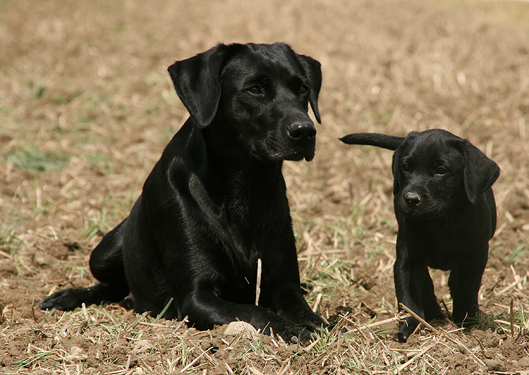 Labrador