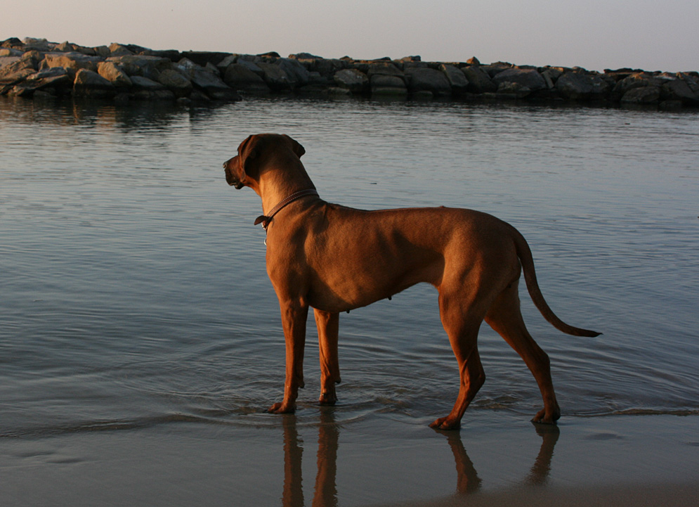 Der Ridgeback