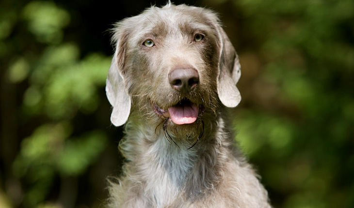 Weimaraner wirehaired clearance