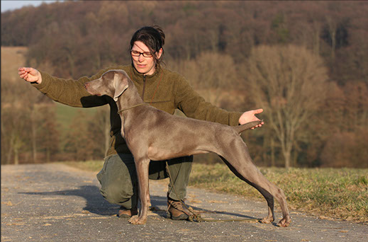 Intervista Allevatori Weimaraner