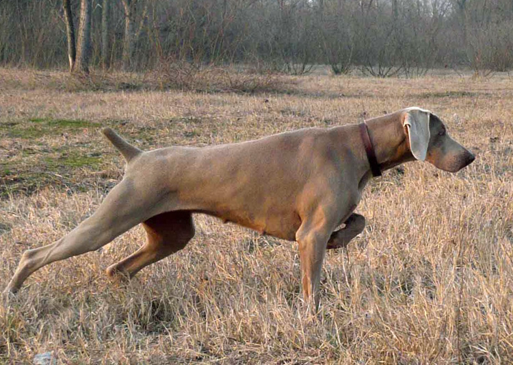 Ritratti Il Weimaraner