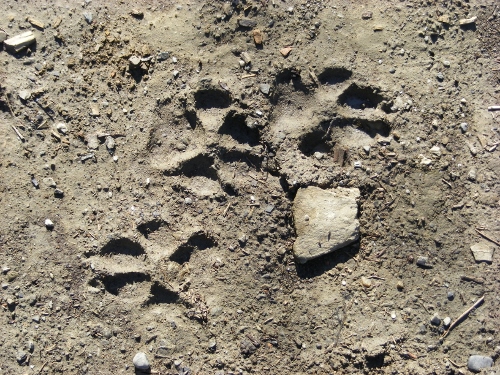 Wolfsspuren Erkennen Wolfsspuren Erkennen