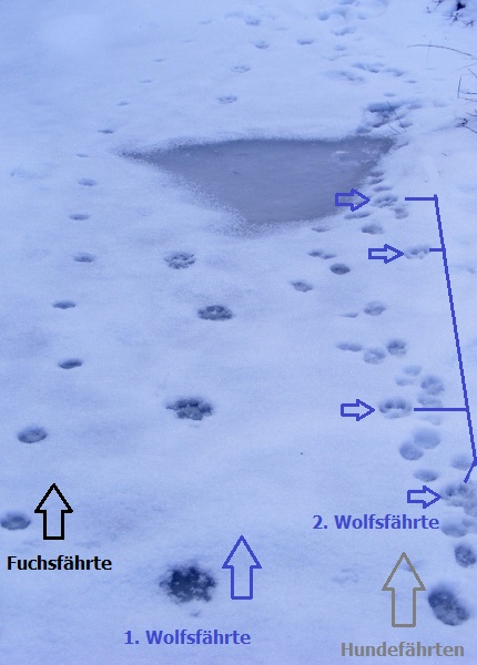 Wolfsspuren Erkennen Wolfsspuren Erkennen